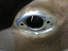 Torony 01